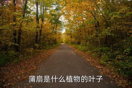 蒲扇是什么植物的叶子