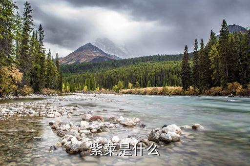 紫菜，紫菜是什么