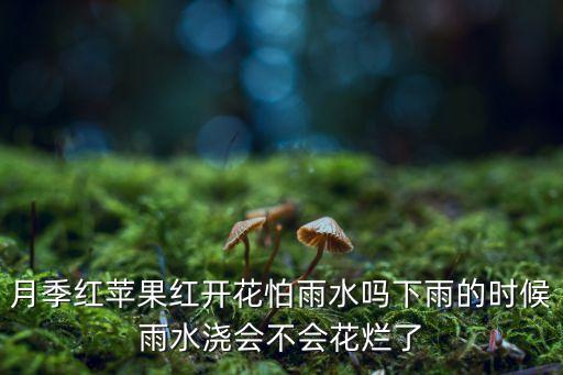 红苹果月季，月季红苹果红开花怕雨水吗下雨的时候雨水浇会不会花烂了