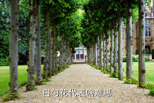 白勺花代表啥意思