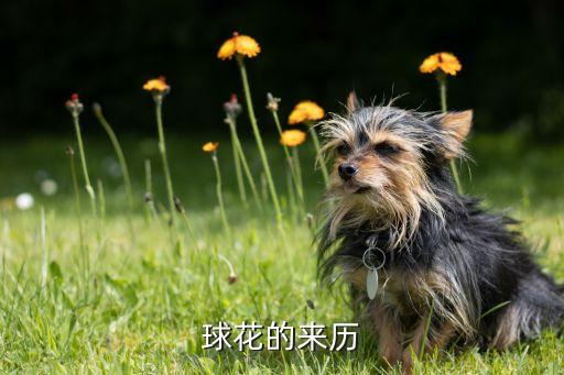 球花的来历