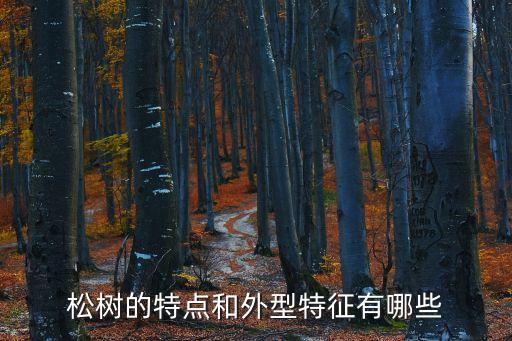 松树的特点和外型特征有哪些