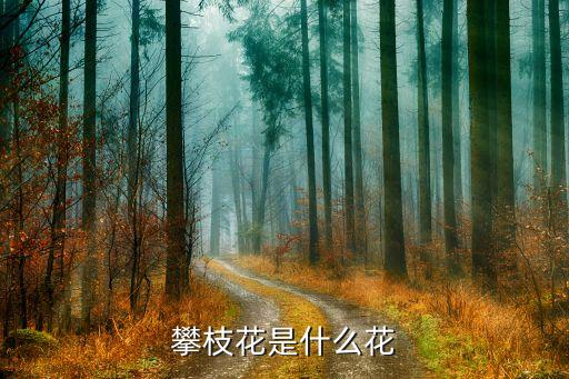 攀枝花是什么花