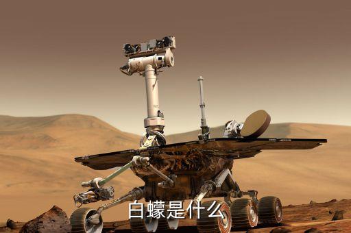 白蠓是什么