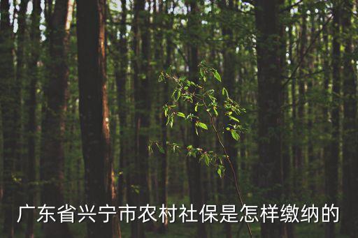 广东省兴宁市农村社保是怎样缴纳的