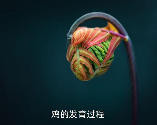 鸡的发育过程