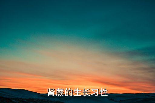 肾蕨，肾撅是什么植物