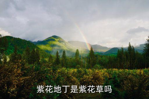 紫花地丁是紫花草吗
