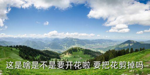 这是啥是不是要开花啦 要把花剪掉吗