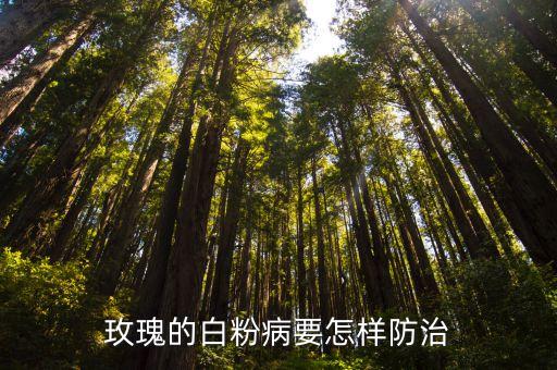 玫瑰白粉病，西洋玫瑰叶子白了