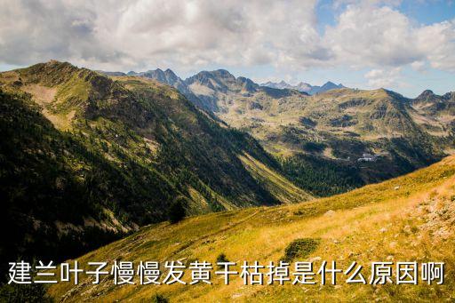 建兰叶，建兰叶尖枯黄是因为什么