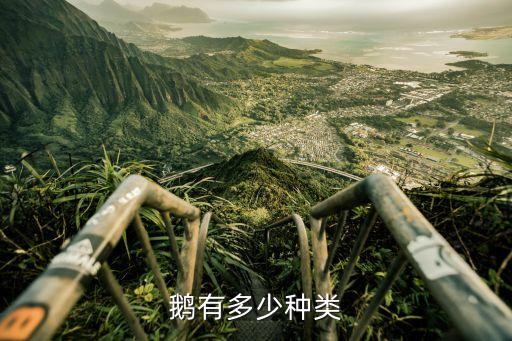 鹅有多少种类