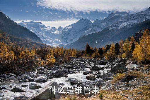维管束植物，急某些植物维管束结构特点