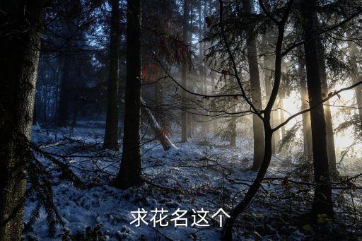 福岛樱，求花名这个
