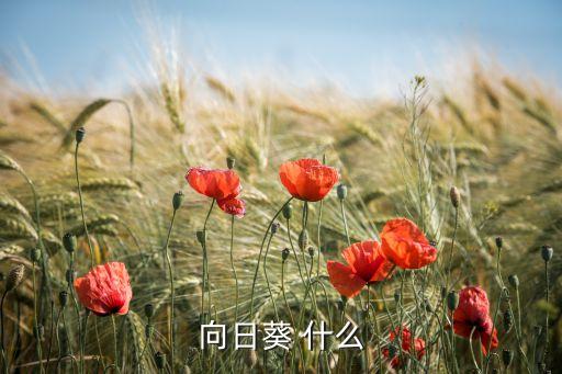 向日葵介绍，请告诉我向日葵的有关知识简要写下来