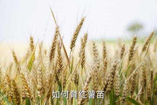 如何育红薯苗