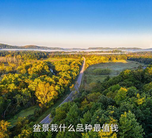 盆景栽什么品种最值钱