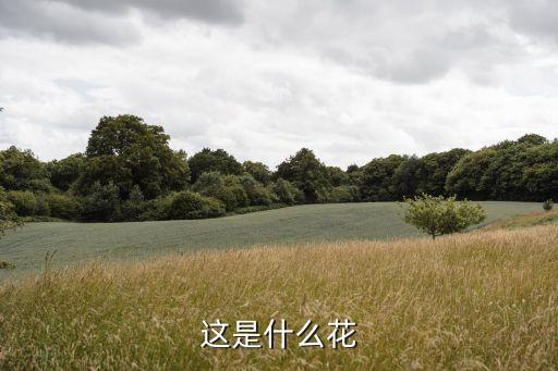 这是什么花
