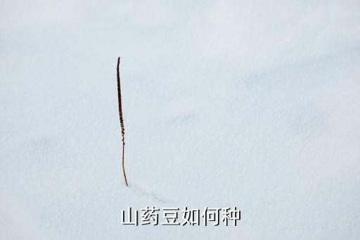 山药豆如何种