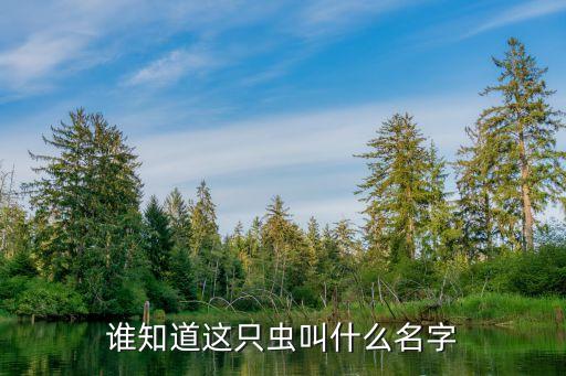 谁知道这只虫叫什么名字