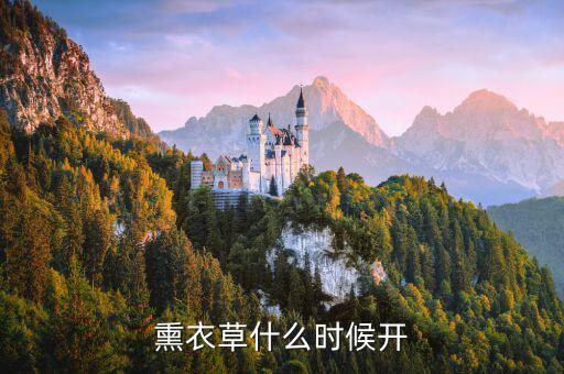 熏衣草什么时候开