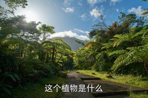 地黄花，这个植物是什么