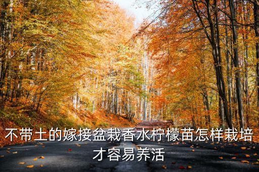 不带土的嫁接盆栽香水柠檬苗怎样栽培才容易养活