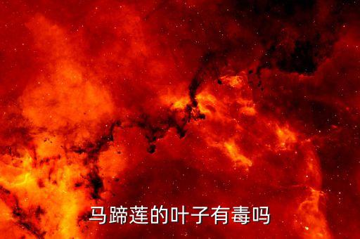 马蹄莲的叶子有毒吗