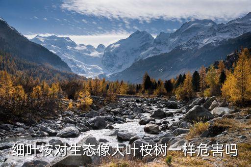 细叶桉，金钟菩提子是不是细叶桉的果实
