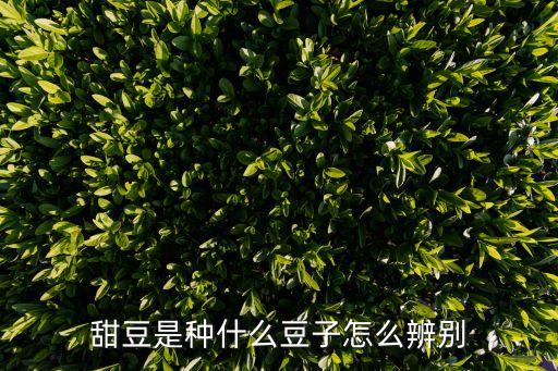 甜豆是种什么豆子怎么辨别