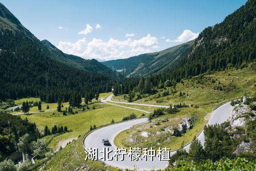 柠檬怎么种，不带土的嫁接盆栽香水柠檬苗怎样栽培才容易养活