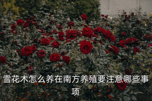 雪花木怎么养在南方养殖要注意哪些事项