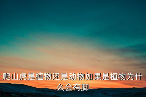 爬山虎植物，爬山虎是一种什么植物