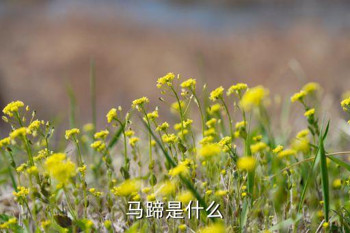 马蹄是什么水果，马蹄是什么水果