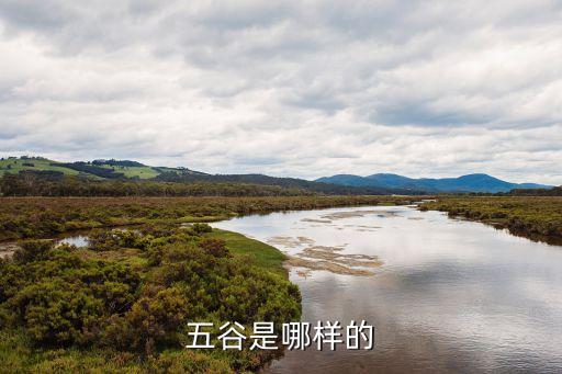 五谷是哪五谷图片，五谷到底是那五样