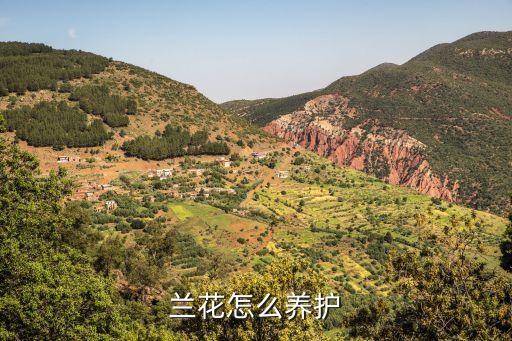lanhua，兰花有什么特征