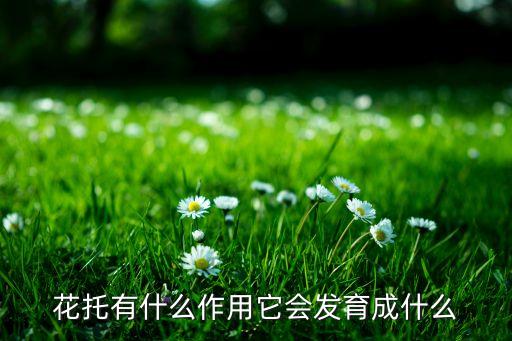 花托，花托在花中起什么关系