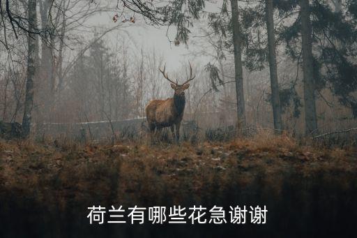 荷兰有哪些花急谢谢