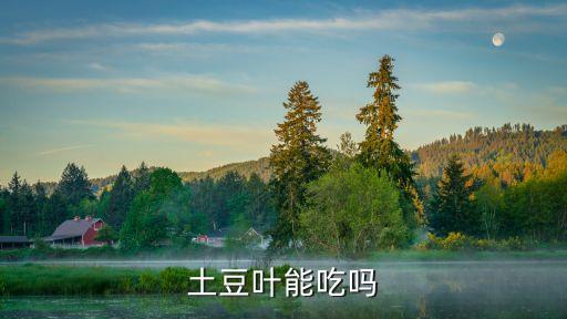 土豆叶能吃吗