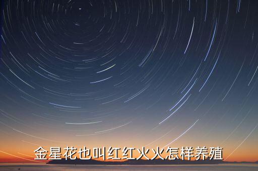 金星花也叫红红火火怎样养殖
