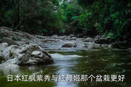 日本红枫红舞姬，日本红舞姬盆景每天都浇水吗
