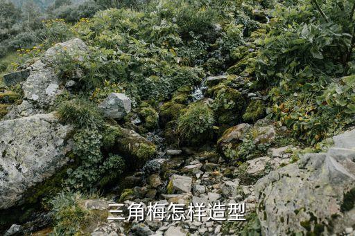 三角梅盆景造型，美植袋种植三角梅怎么弄样造型