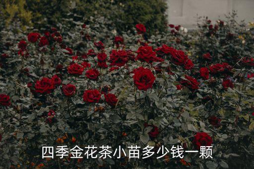 金花茶树苗，金花茶小苗多少钱一棵