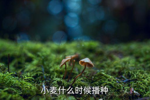 小麦什么时候播种，小麦什么时候播种