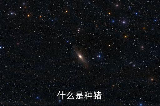 什么是种猪