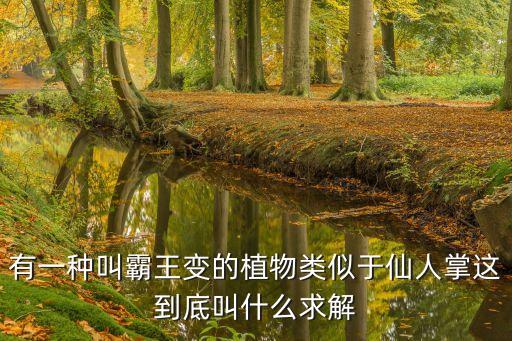 霸王鞭植物，植物霸王鞭是否开花