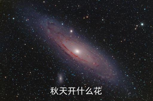秋季的花，秋天有什么花