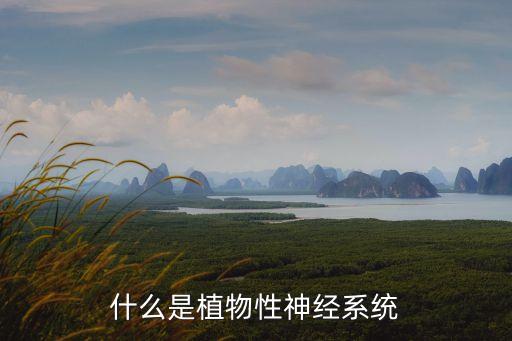 什么是植物性神经系统