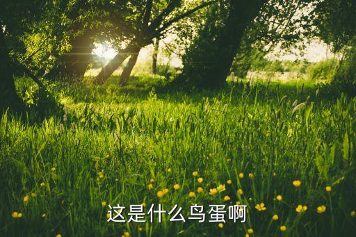 燕子蛋图片，燕子外貌的资料
