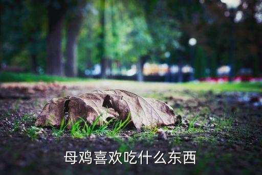 母鸡喜欢吃什么东西